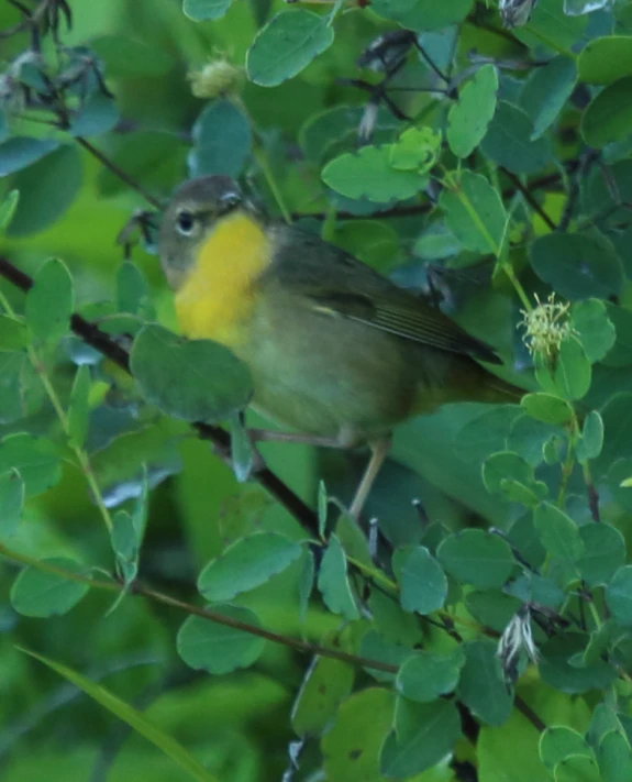 a small bird perched on top of a green bush