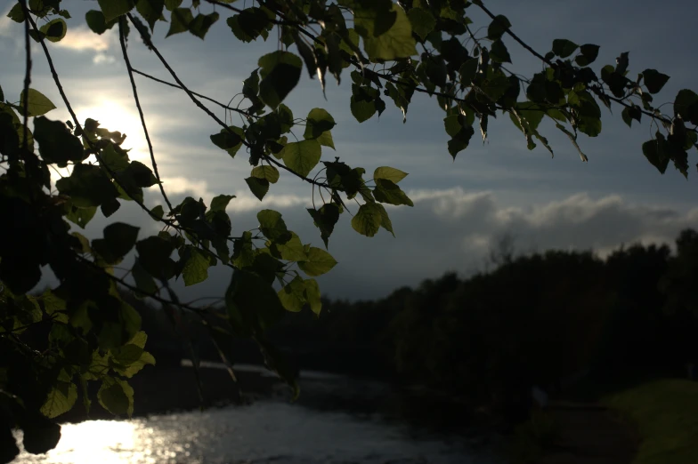 a tree nch hanging over water as the sun shines