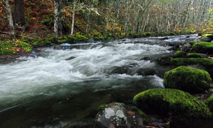 flowing waters surrounded by trees and rocks