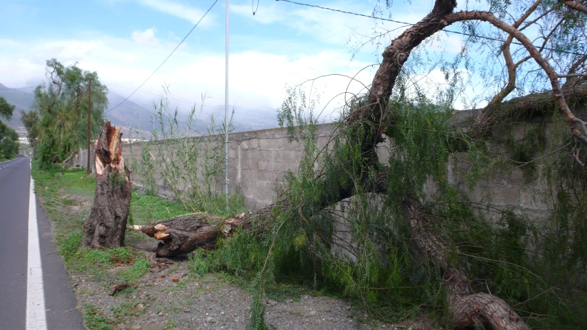 a downed tree sitting in the side of a road