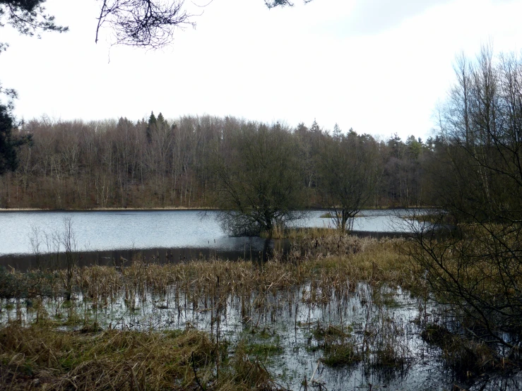 a swamp that has small trees in it