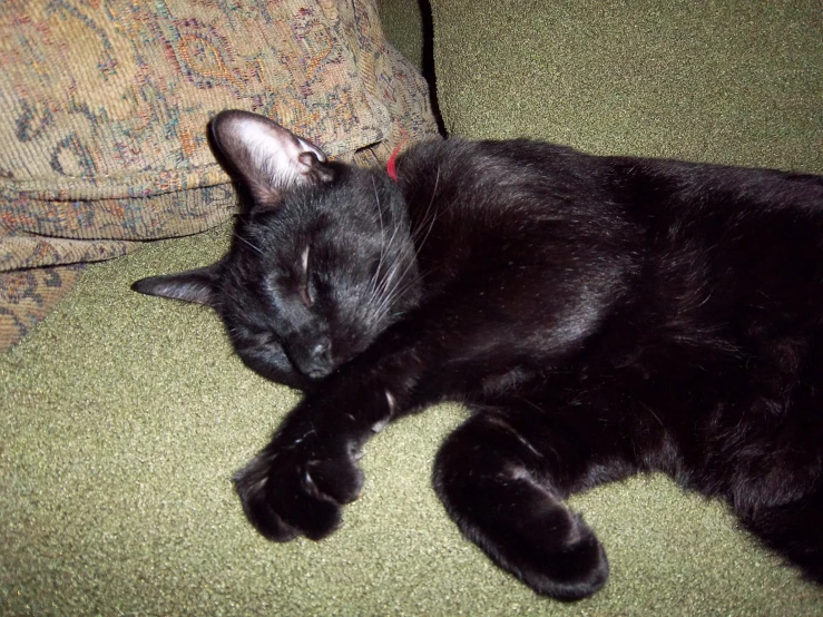 a cat lays in the arms of a chair