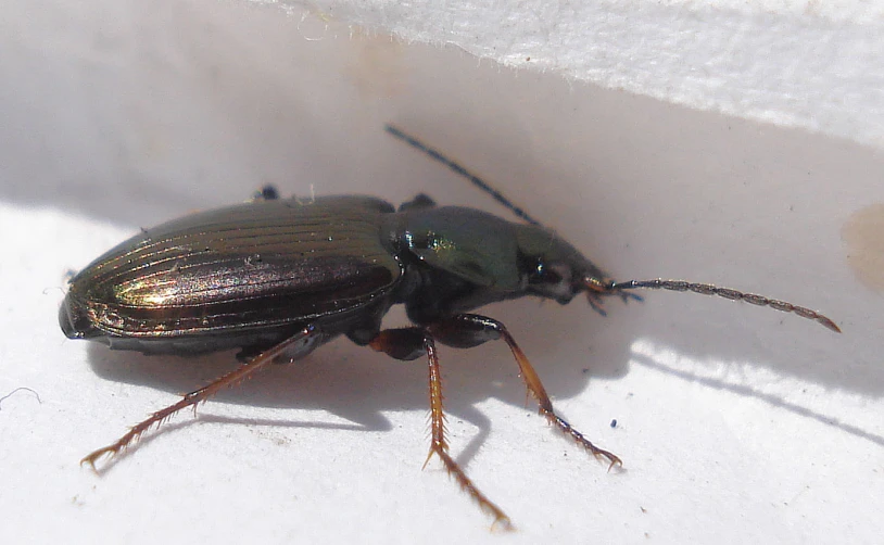 a close up of a beetle on a white surface