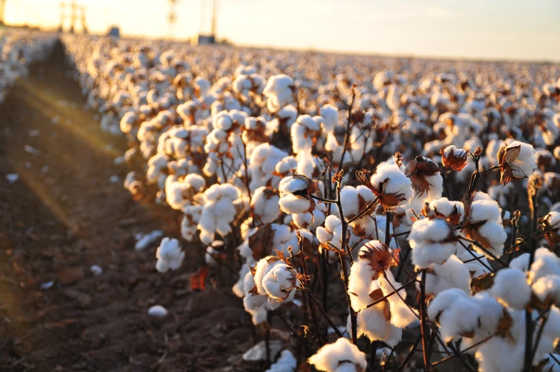 the cotton is almost ready for harvest