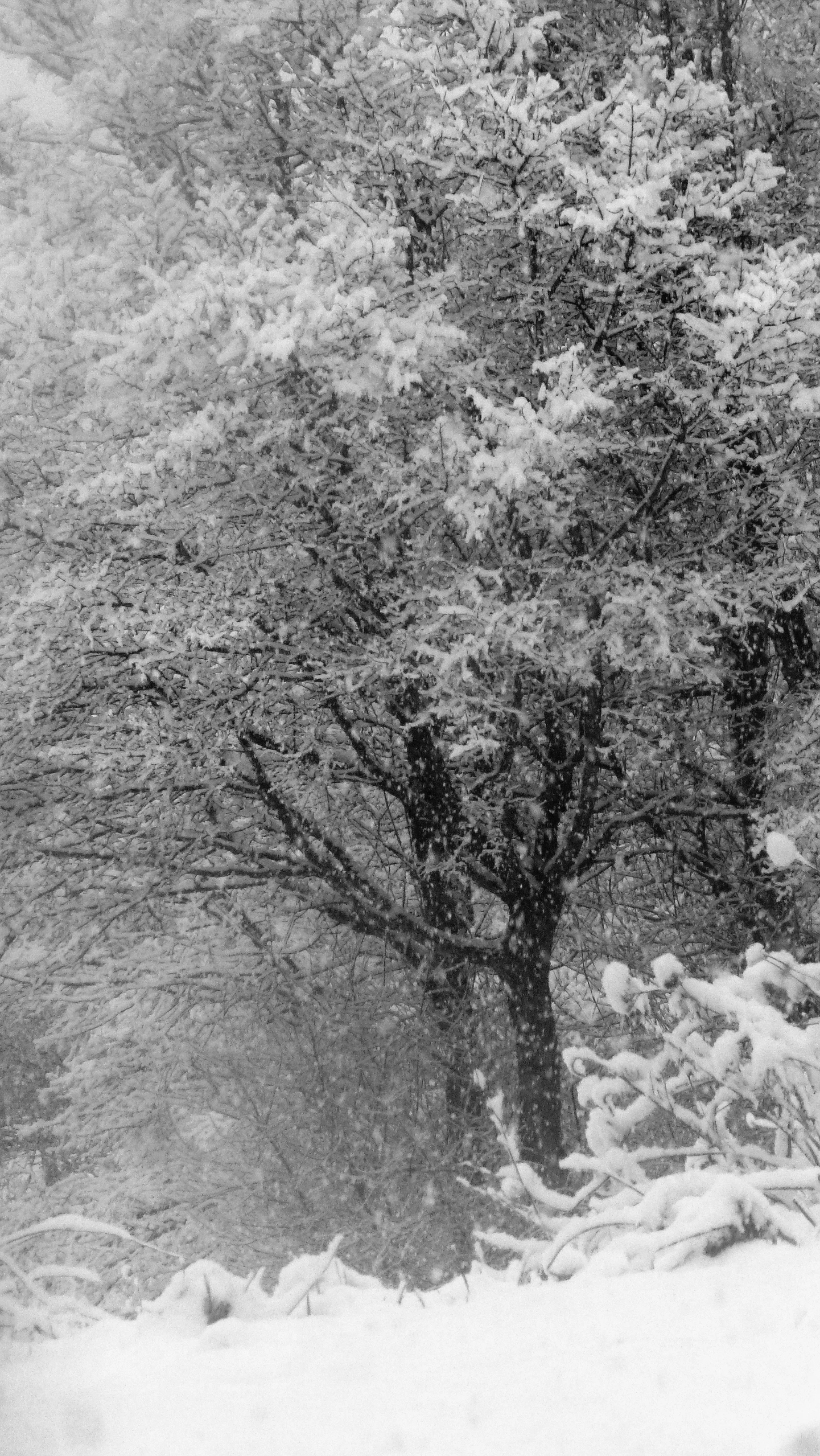 a horse is grazing on snow covered grass