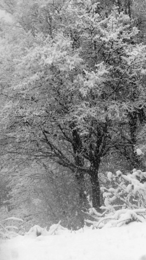 a horse is grazing on snow covered grass