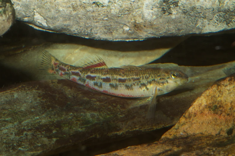 a small fish resting on top of some rocks