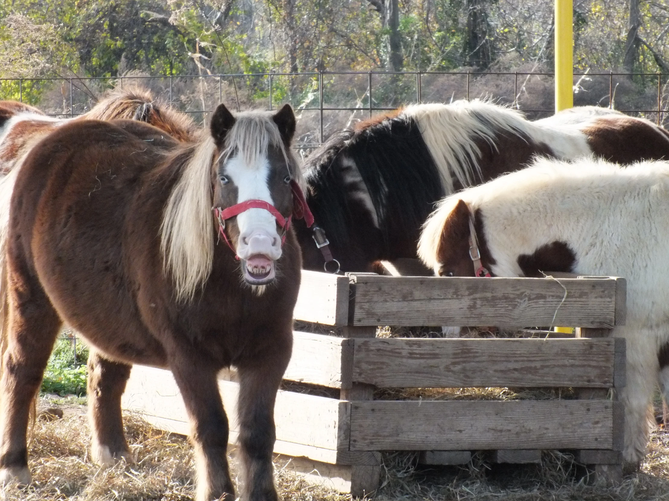 two brown and white horses and a horse eating hay