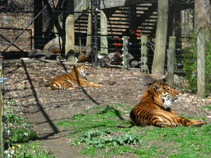 two tigers in a cage in a zoo enclosure