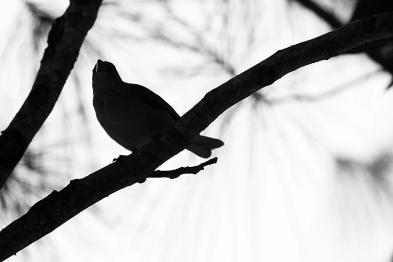 a bird perched on a nch of a tree