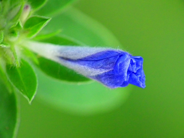 a close - up of a flower's center piece