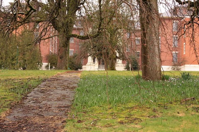 a long pathway in the grass between two large trees