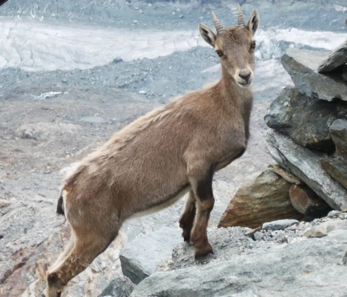 a goat walking on the rocks in an open field