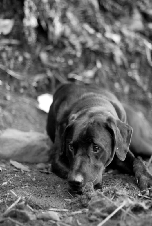 a black and white po of a puppy on the ground