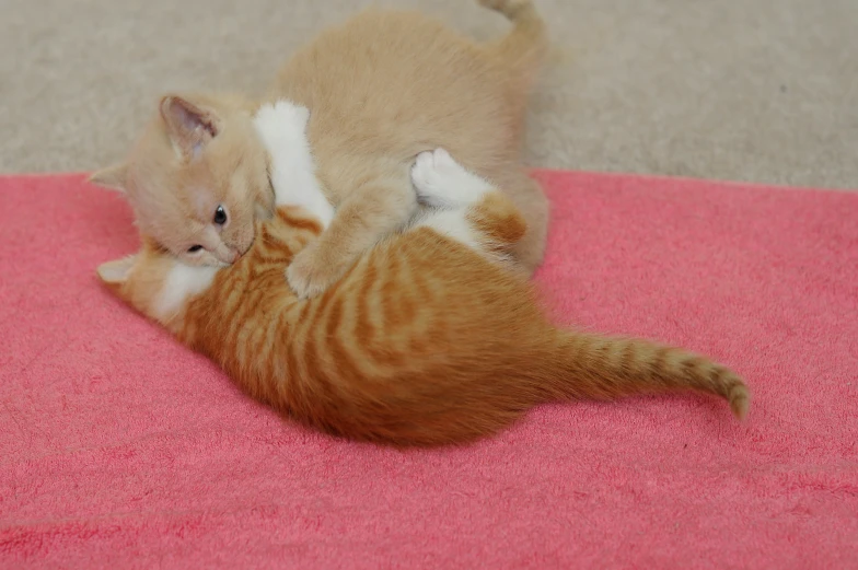 a couple of cats playing on the floor