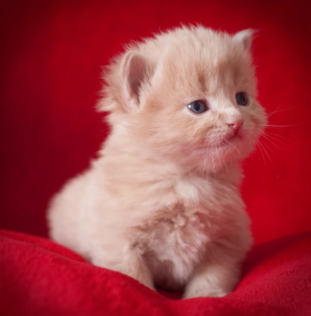 a kitten is sitting down on a red surface