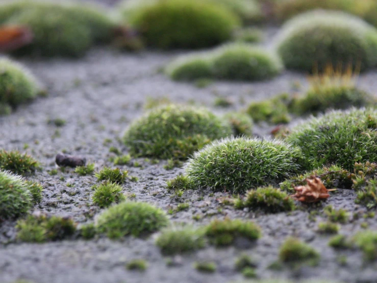 a group of green plants growing in the ground