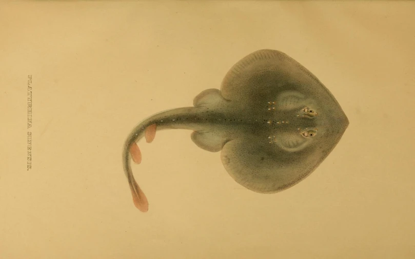 an octo with its tail curled up in the water
