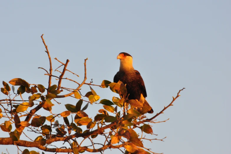 a bird is perched on the top of a tree