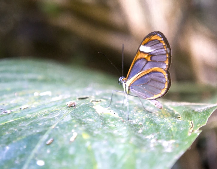 the purple erfly is resting on the leaf