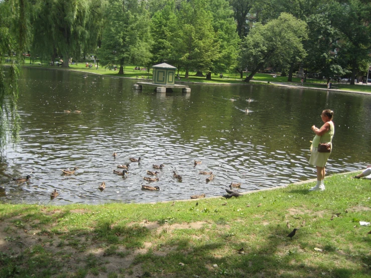 a  feeding a flock of ducks at a pond