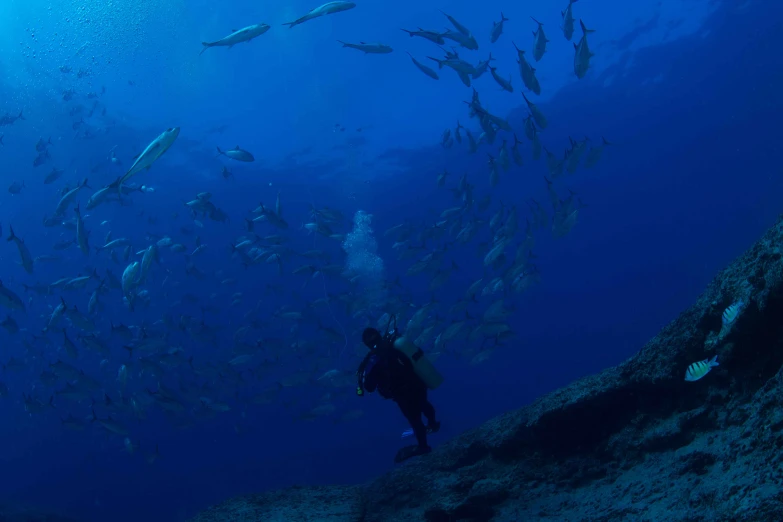 a lot of small fish swimming by a diver