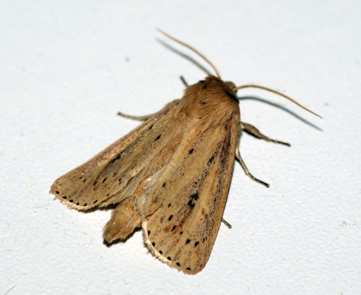 a picture of a brown moth on a wall