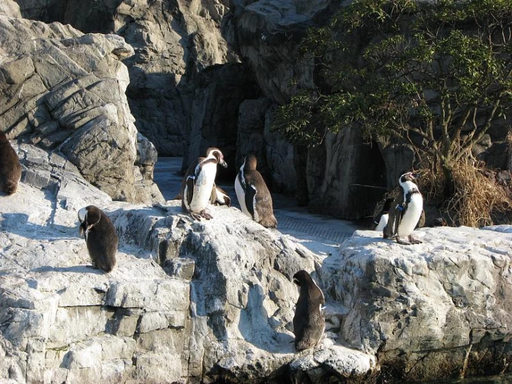 several penguins on large rocks, one penguin walking around