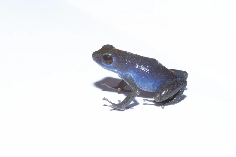a small blue and black frog sitting on white ground