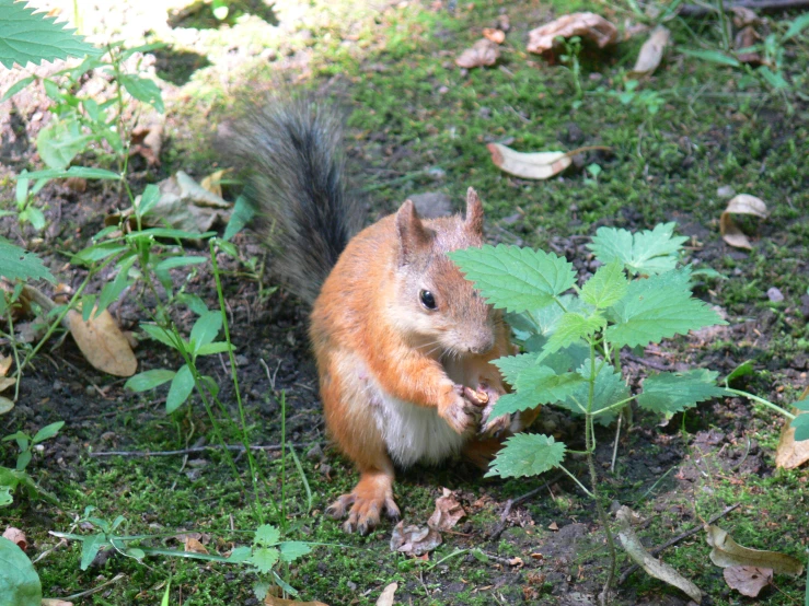 a squirrel that is standing on some grass