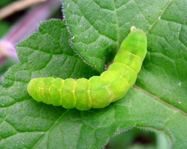 a bug eating on a leaf in the jungle