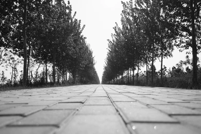 a paved road with several trees lining both sides