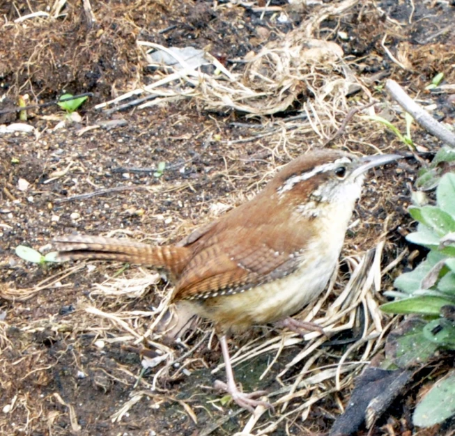 small bird laying on the ground in dirt and vegetation