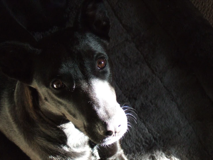 a dog sitting on the floor with his light shining