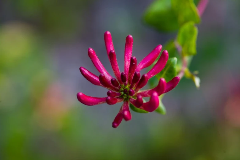 a close up view of a red flower