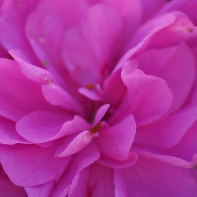 close up s of a pink flower bloom