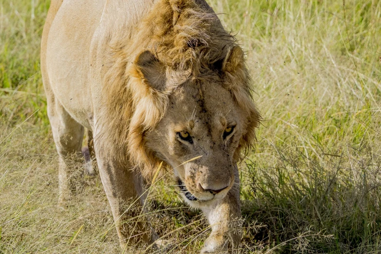 a lion walking in the wild with its head down