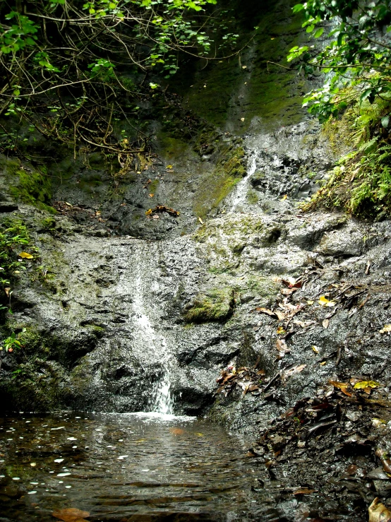 a narrow stream next to a lush green forest