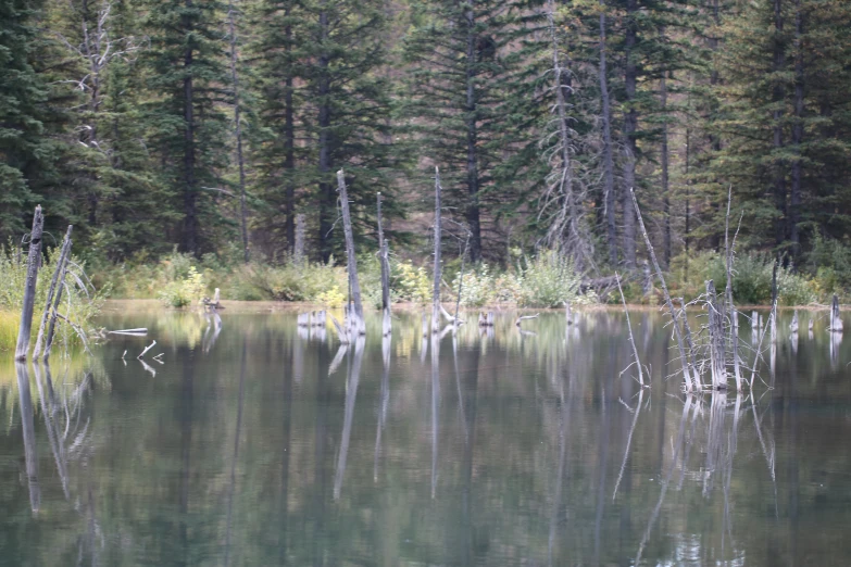 the forest has many trees and nches reflecting in the water