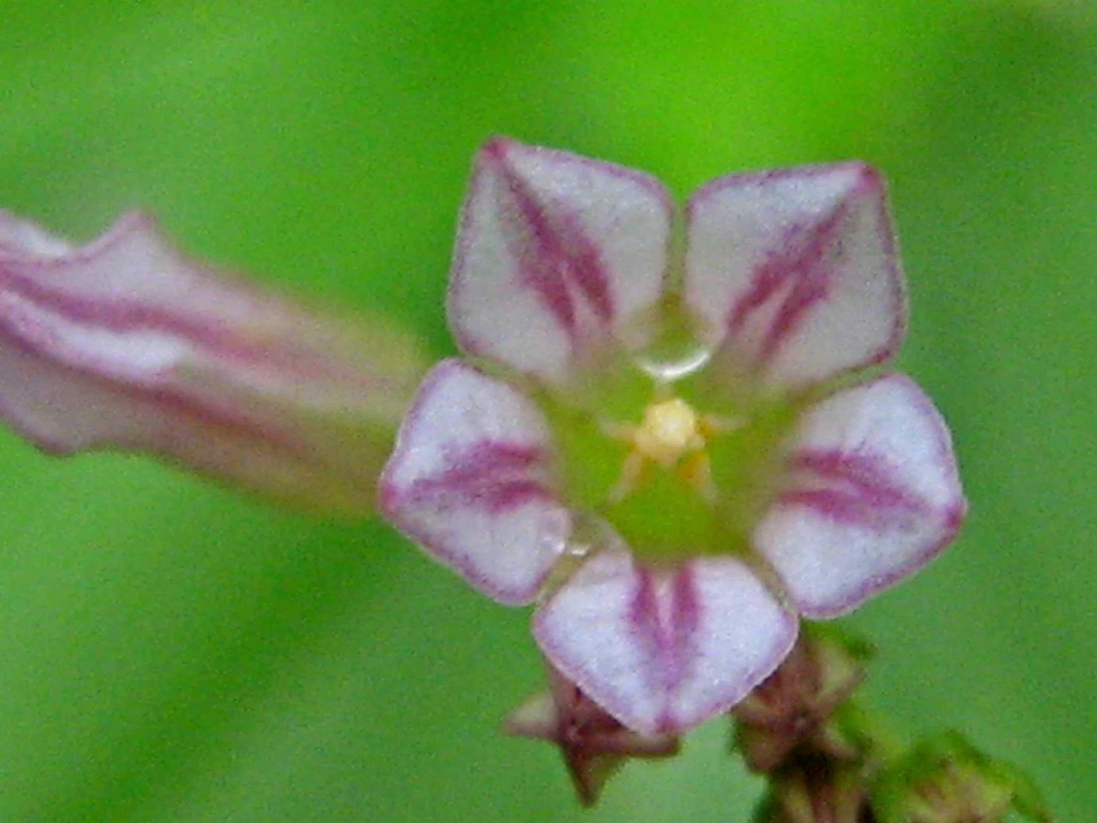 small pink flower with white and white stripes