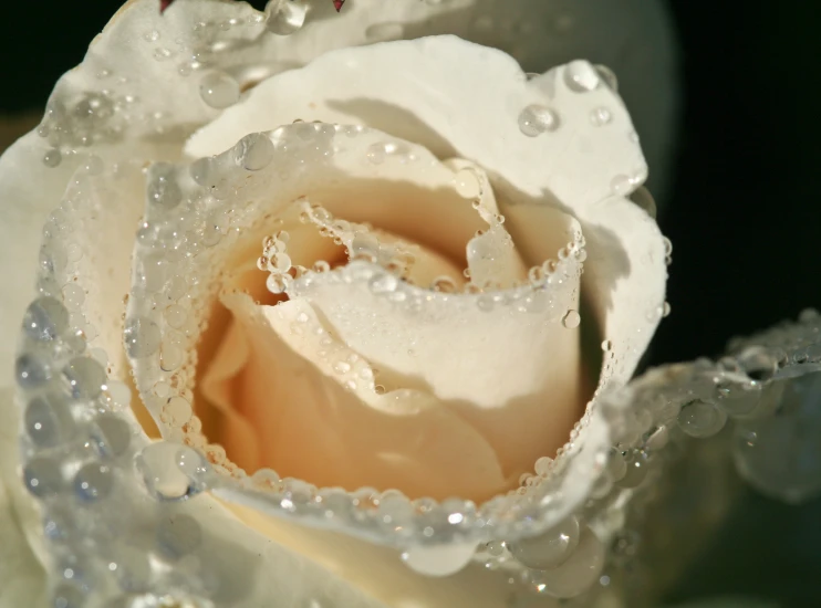 dewy drops on the white flower of a rose