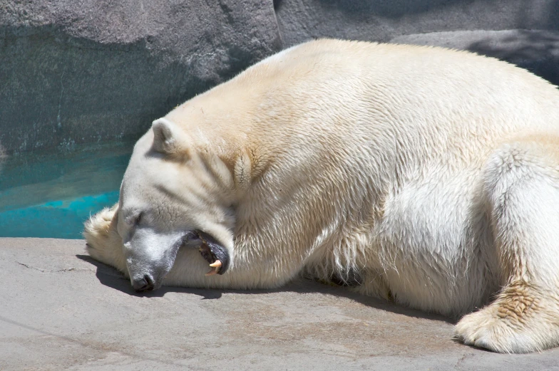 a polar bear rests on its back near a pool