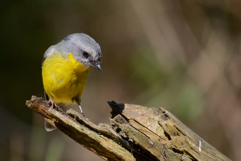 a small yellow and grey bird is sitting on a nch