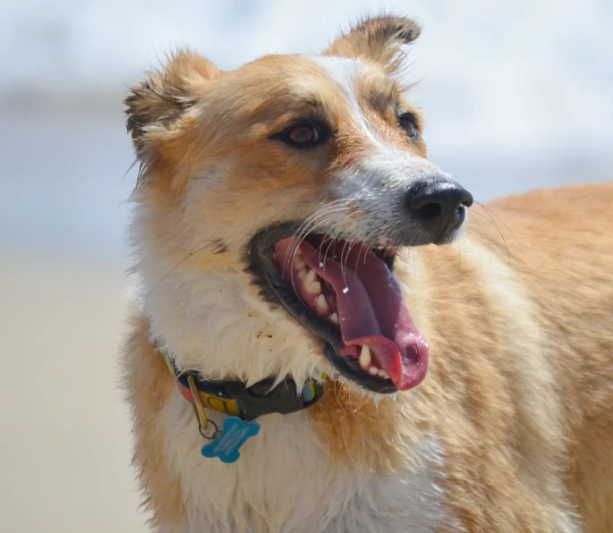 an adult rough haired dog with its tongue out