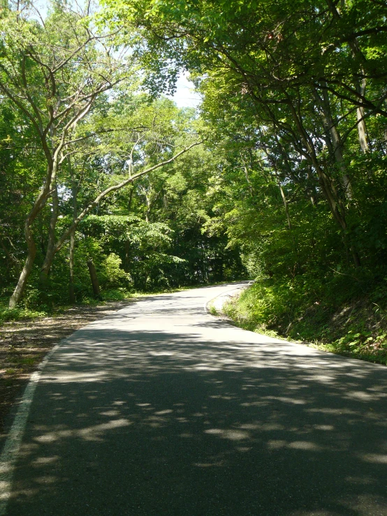 a tree lined road with trees on both sides