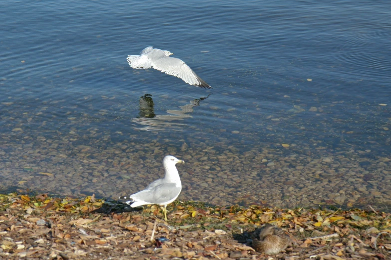 some birds are floating in some water