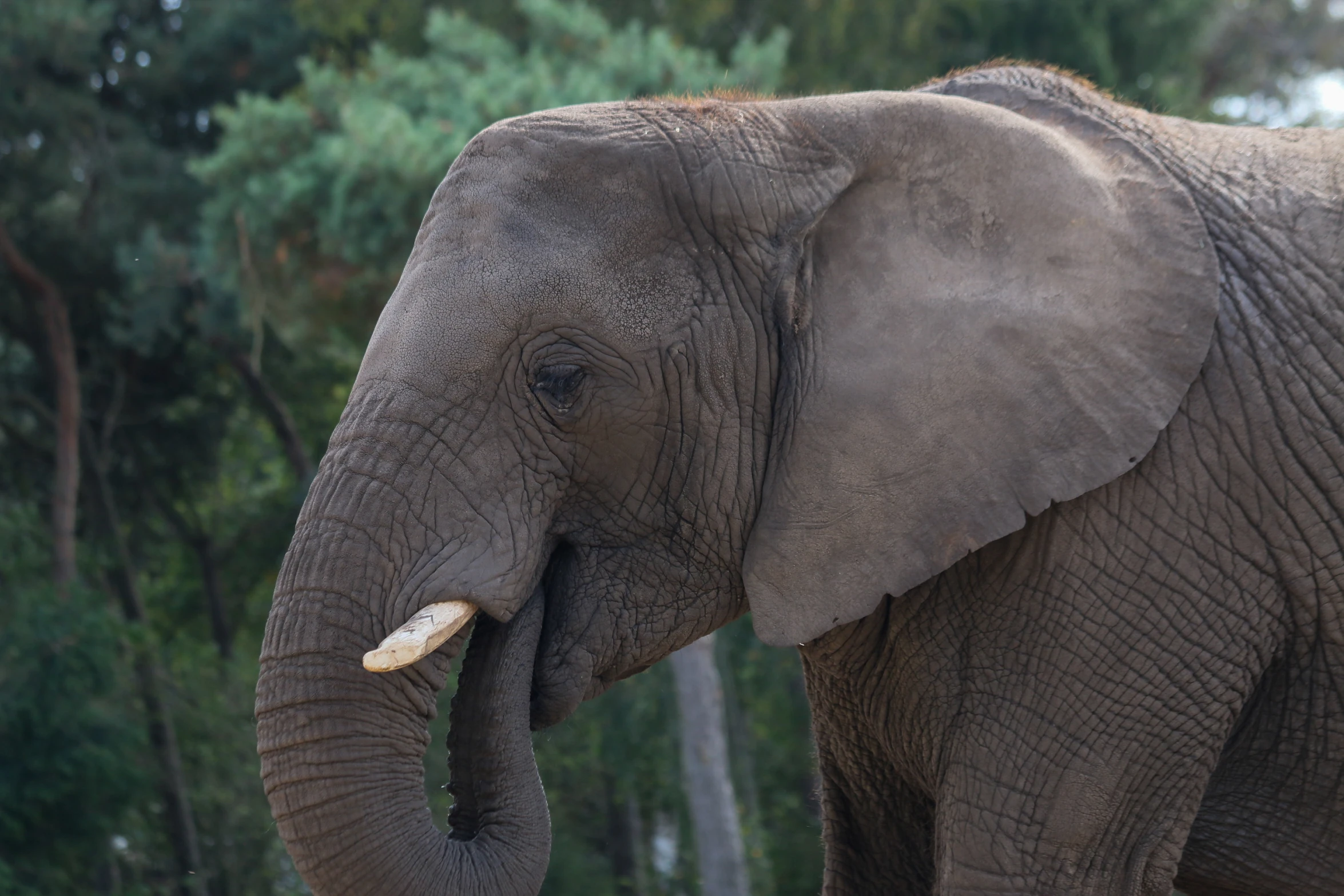 an elephant is standing in front of a lot of trees