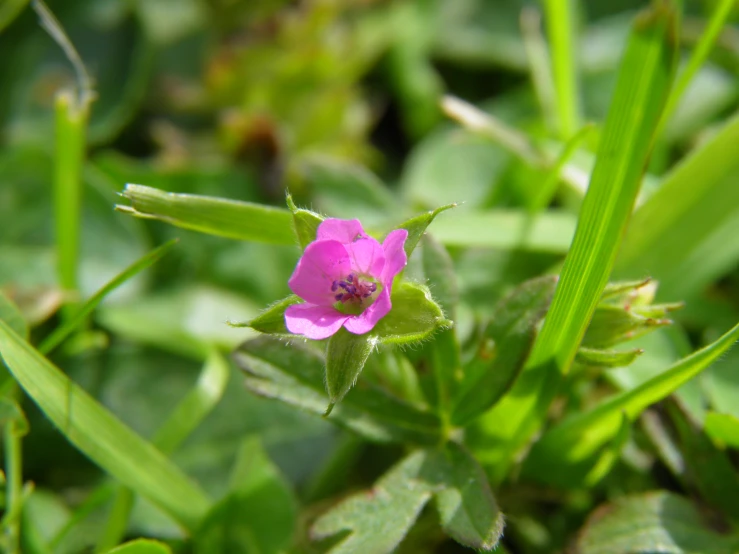 a flower sitting in the center of green grass