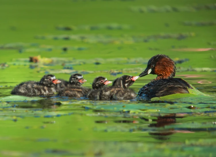 two mother ducks feed their offspring in the water