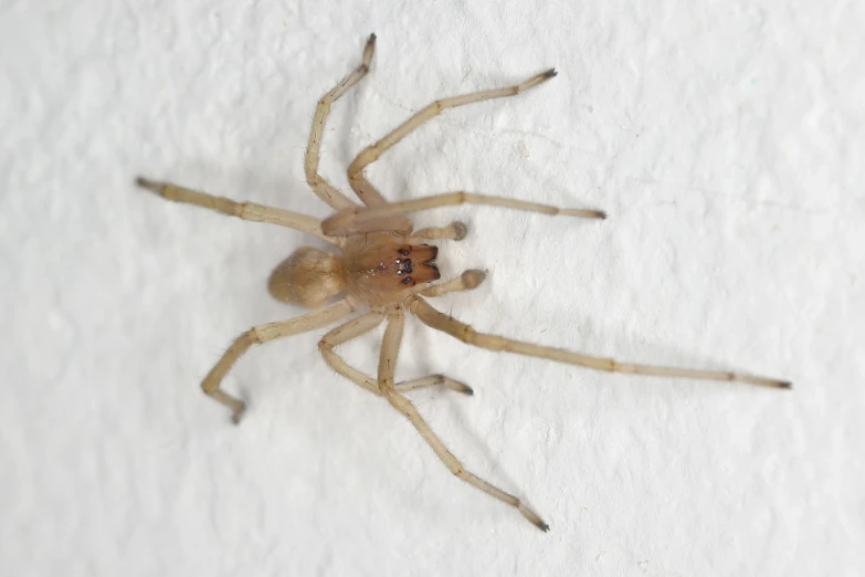 a spider crawling on a white surface with little rust